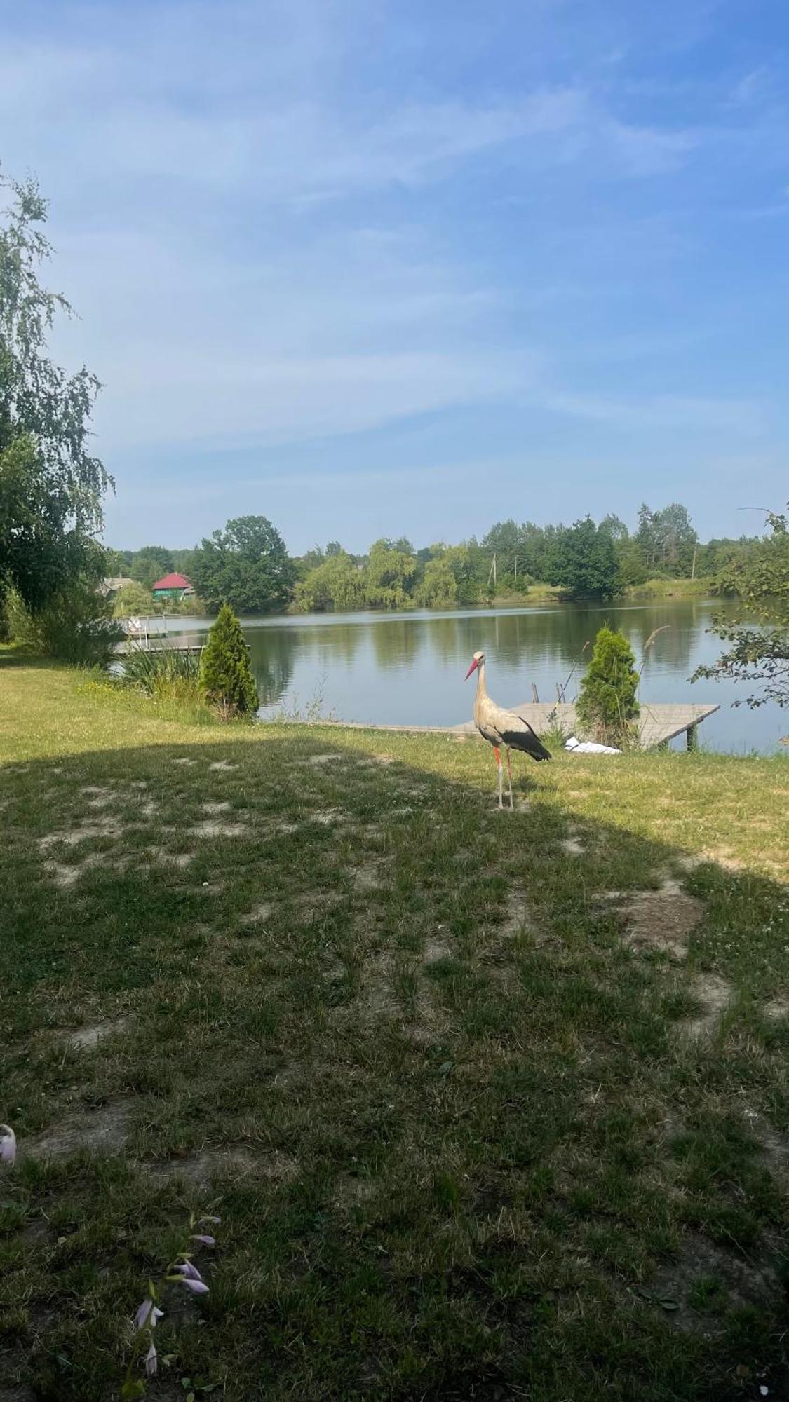 Перлина Буковини Lipovans Экстерьер фото